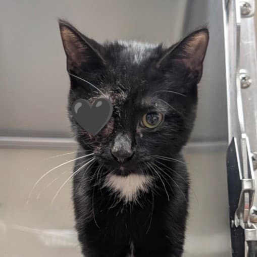 Noche - Domestic Short Hair