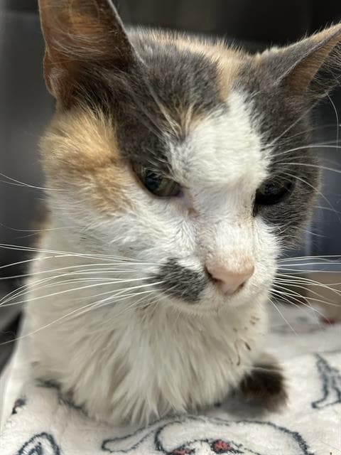 Lulu - Domestic Short Hair