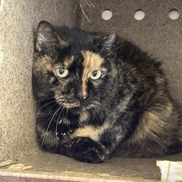 Tate - Domestic Medium Hair