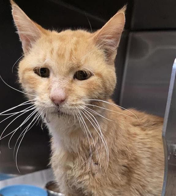 Tango - Domestic Short Hair