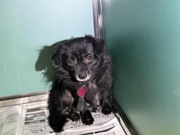 Bandit image 1