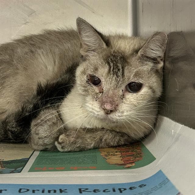 Blanca - Domestic Short Hair