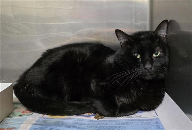 Rue - Domestic Short Hair