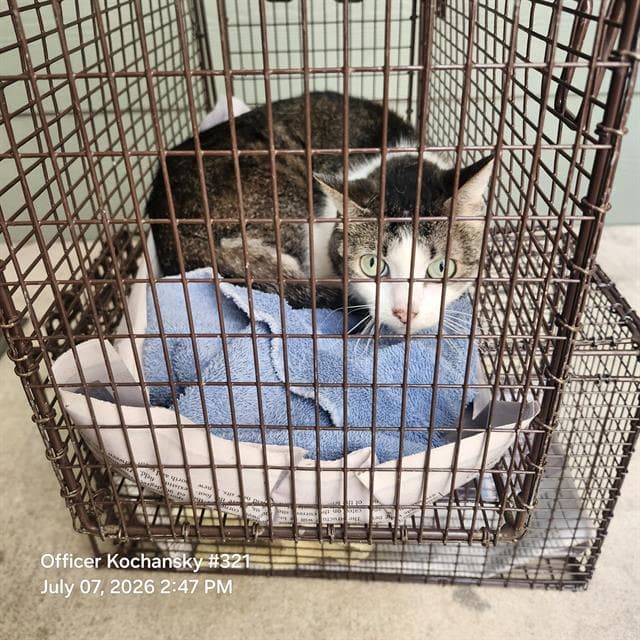 Maggie - Domestic Short Hair