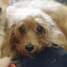 Brownie image 1