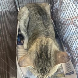 Marty Mcfeline image 1