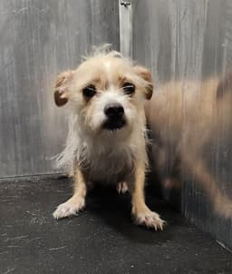 Lady Blue image 1