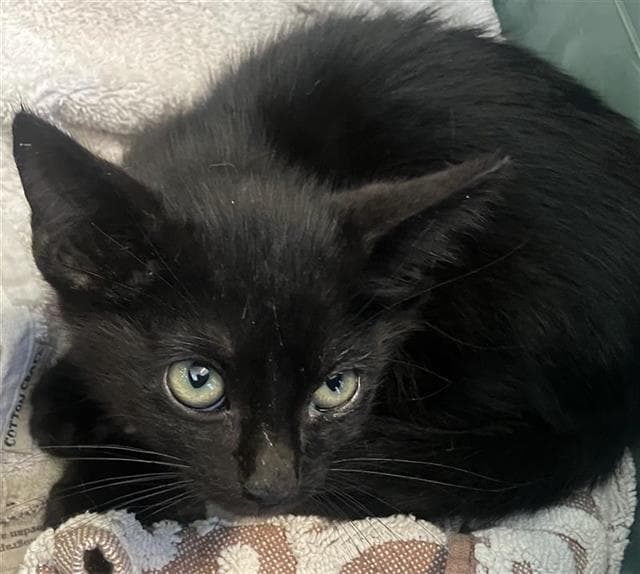 Blake - Domestic Short Hair