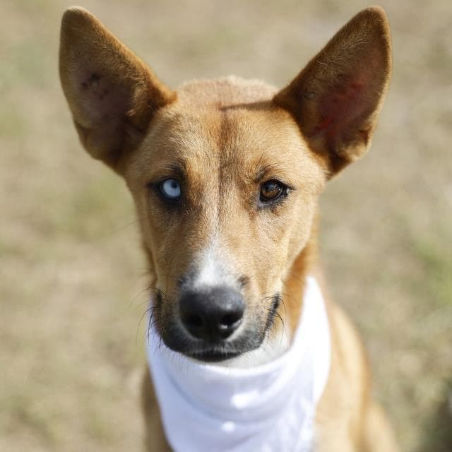 Thor - German Shepherd Dog