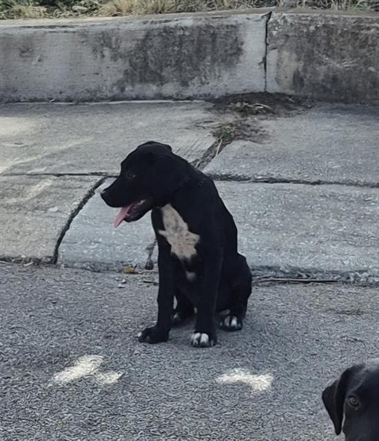 Bloom - Labrador Retriever