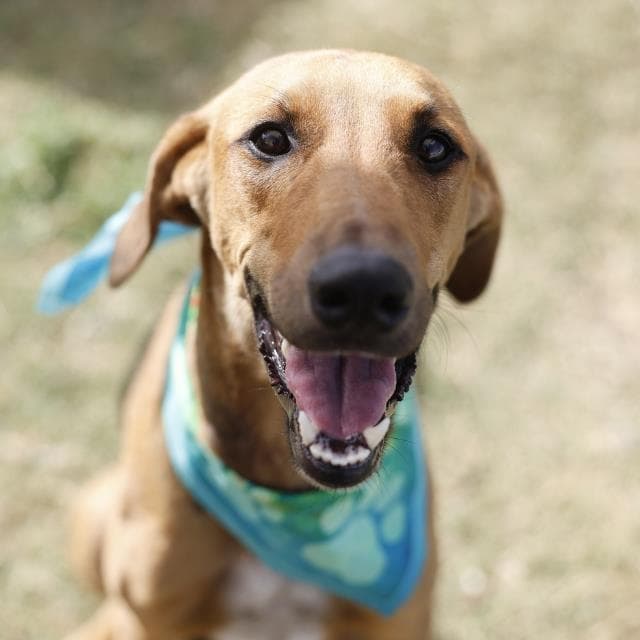 Luna - Redbone Coonhound