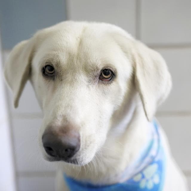 Kylian - Great Pyrenees