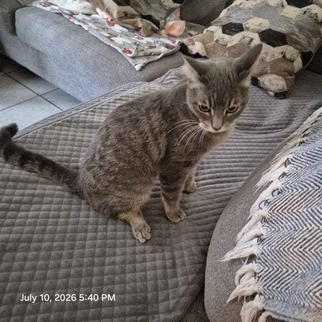 Henni - Domestic Short Hair