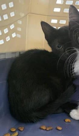 Dip - Domestic Short Hair
