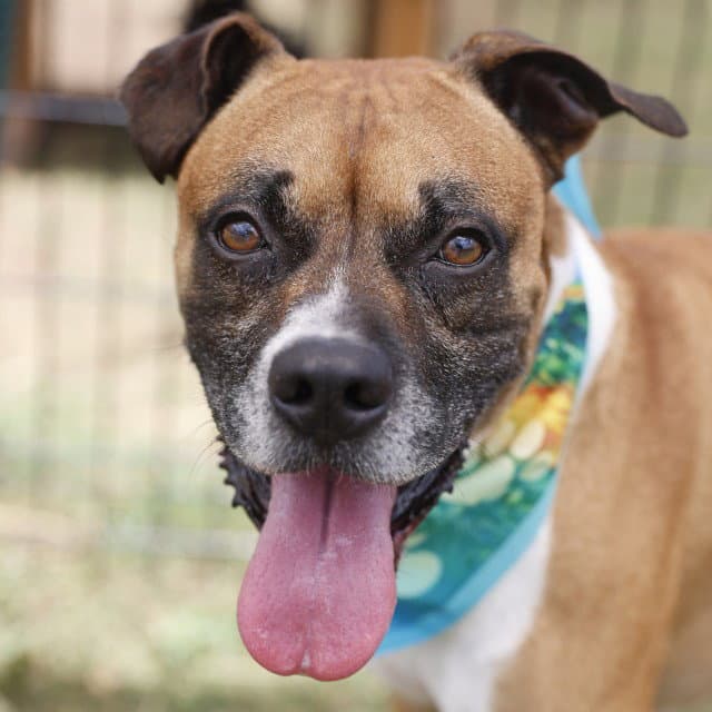 Louie - Boxer