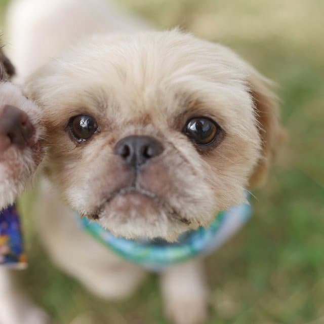 Maddy - Shih Tzu