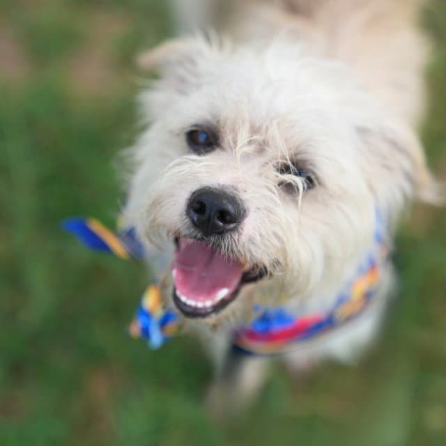 Benji