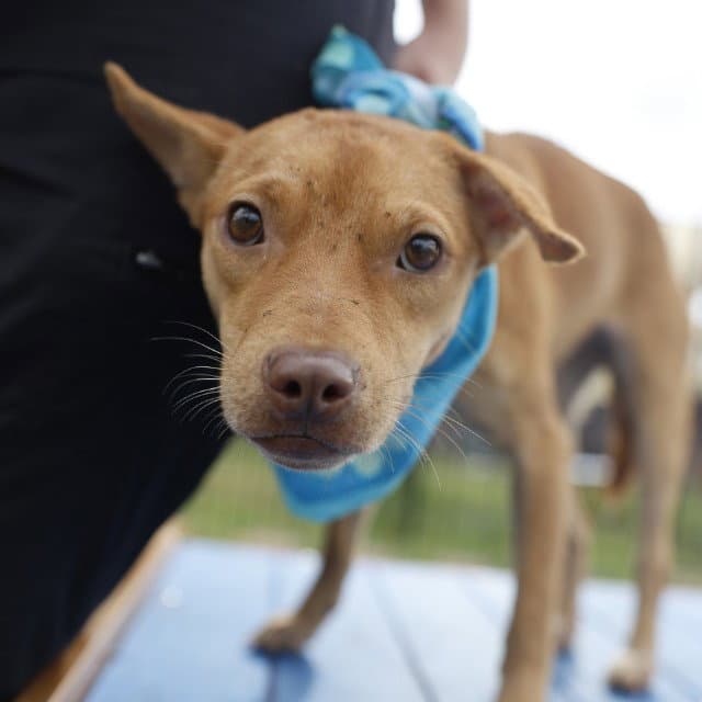 Bell - American Staffordshire Terrier