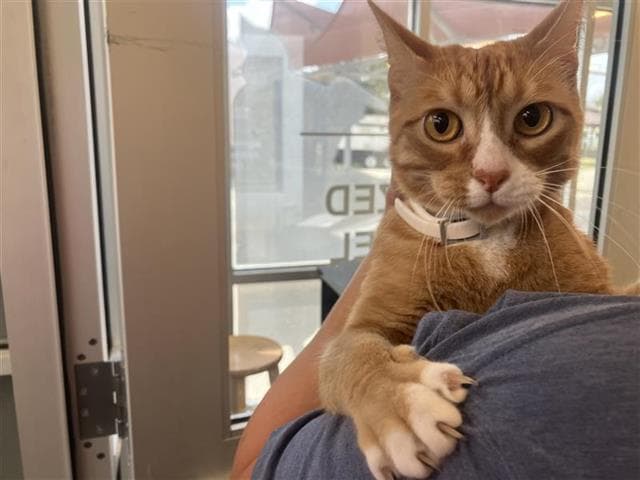 Puss-N-Boots - Domestic Short Hair