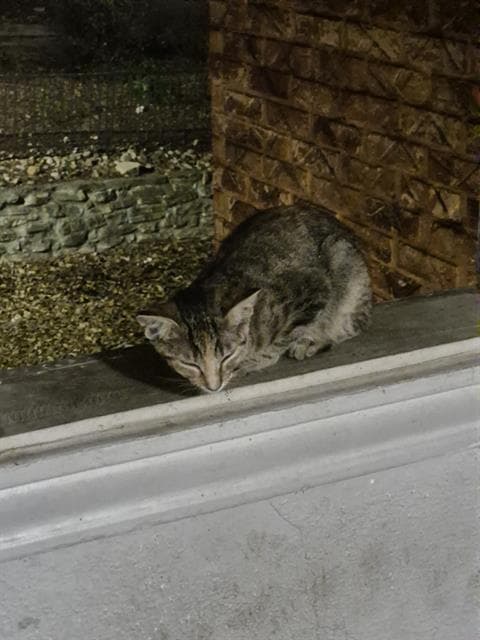 Lake - Domestic Short Hair