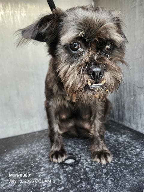 Bonita - Terrier
