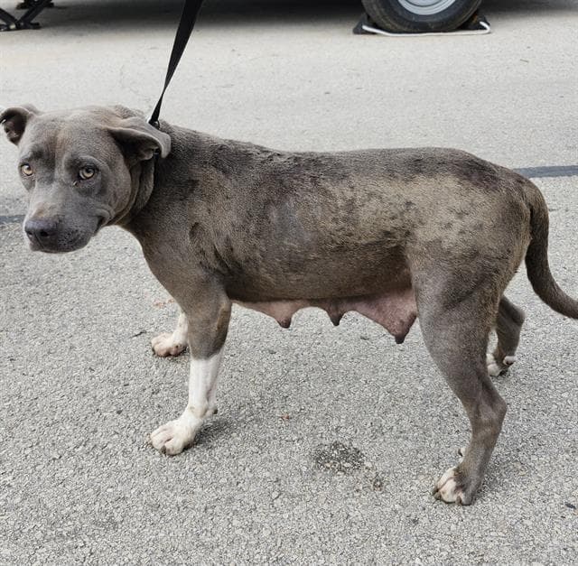 Sadie - American Staffordshire Terrier