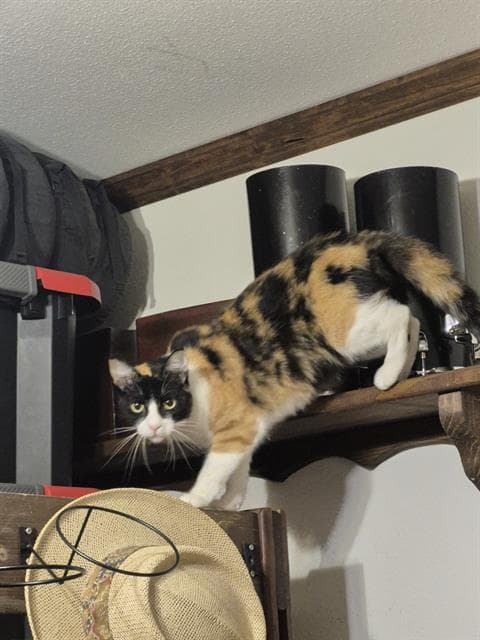 Pena - Domestic Short Hair