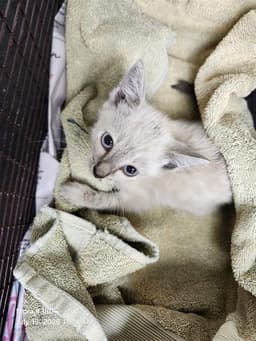 Cute Pie image 1