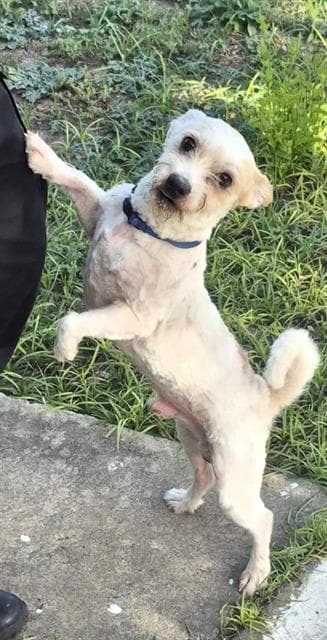 Dexter - Terrier