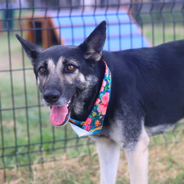 Harper - German Shepherd Dog