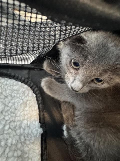 Kitty - Domestic Short Hair