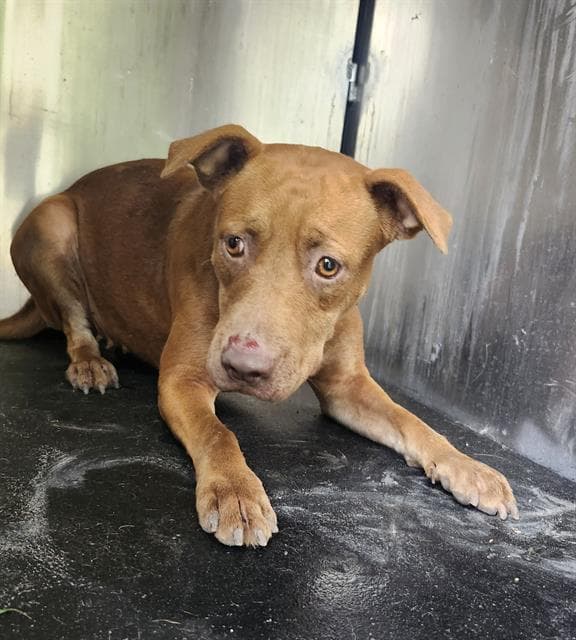 Mona - American Staffordshire Terrier