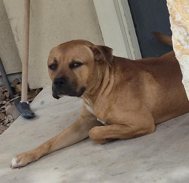 Bentley - English Bulldog