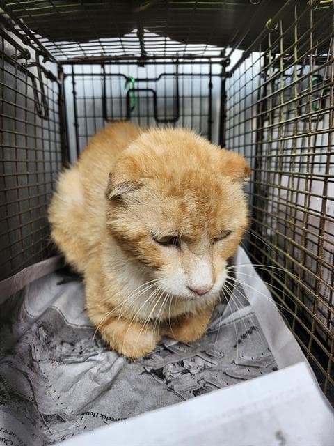 Hugger - Domestic Short Hair