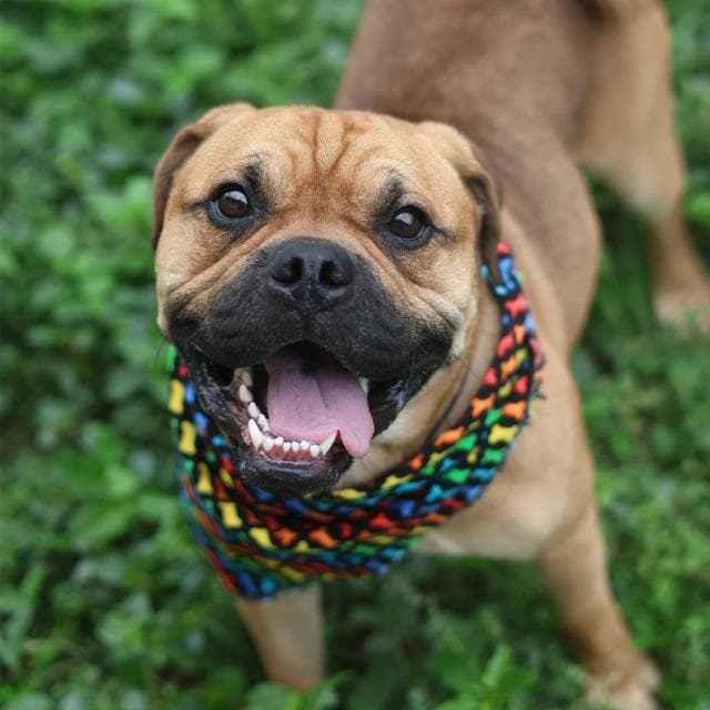Ravi Milligan - English Bulldog