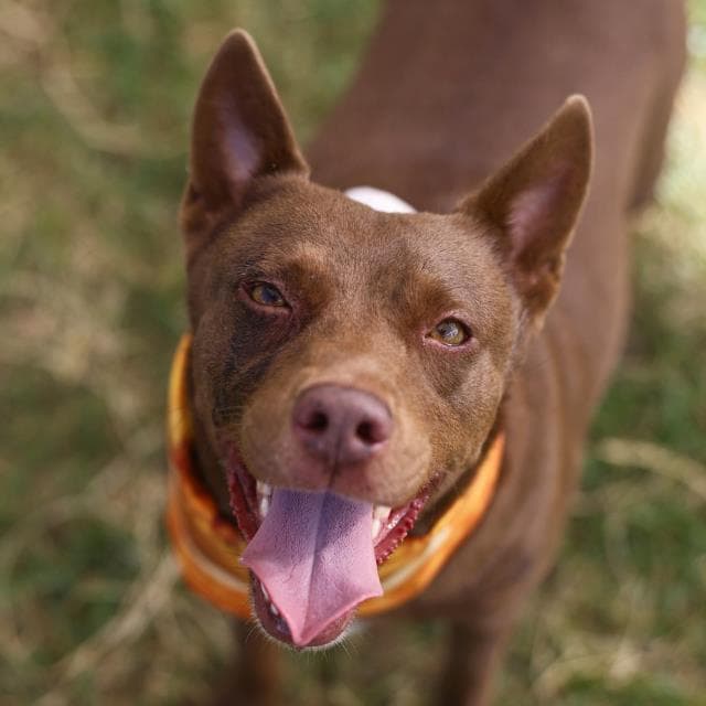 Hershey - American Staffordshire Terrier