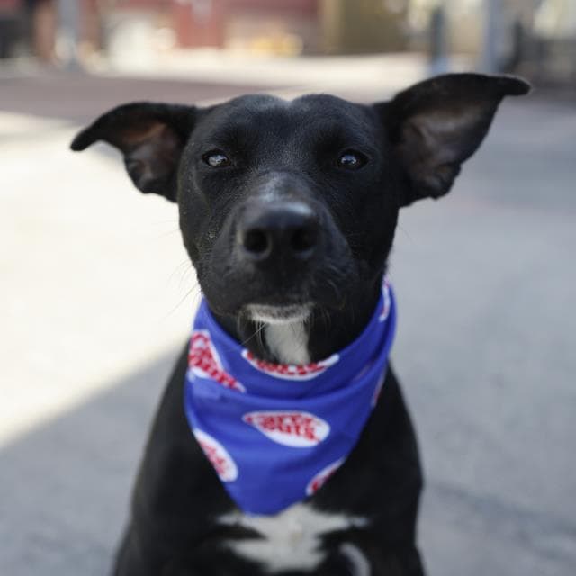 Ella - Terrier