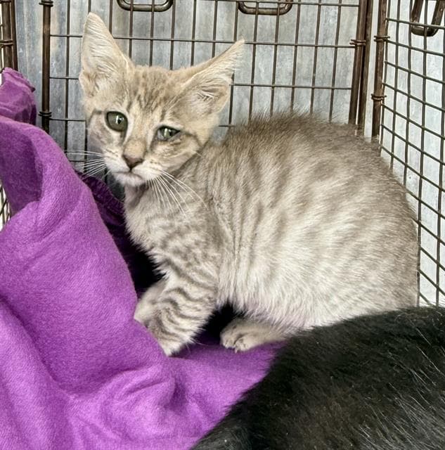 Tilly - Domestic Short Hair