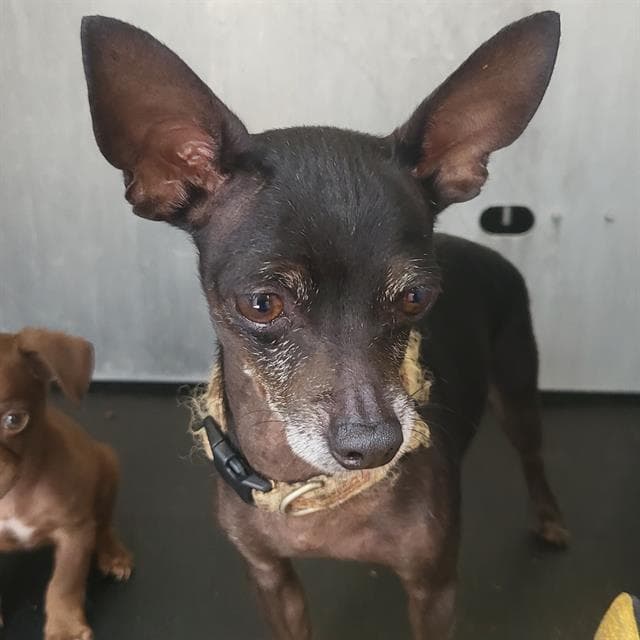 Mrs Puff - Chihuahua