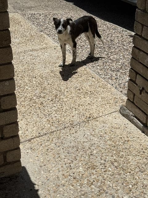 Pup - Terrier