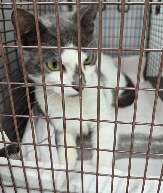 Riley - Domestic Short Hair