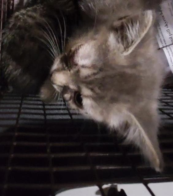Unknown - Domestic Short Hair