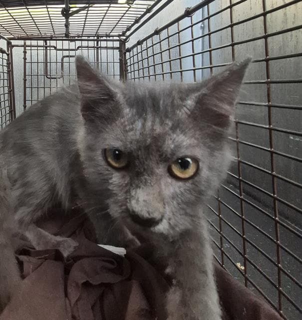 Sweet Pea - Domestic Medium Hair