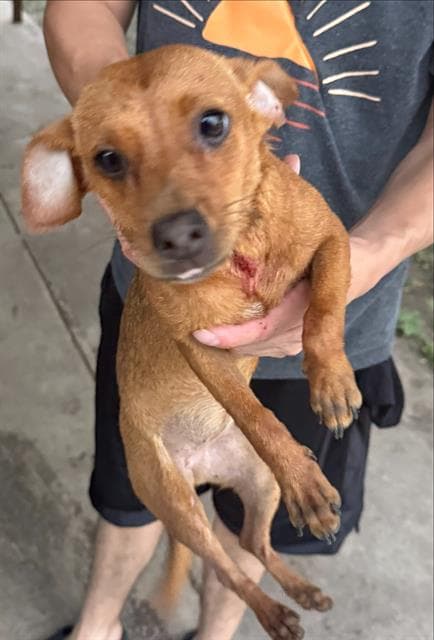 Lilo - Chihuahua