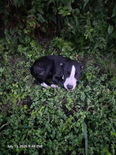 Larence - American Staffordshire Terrier