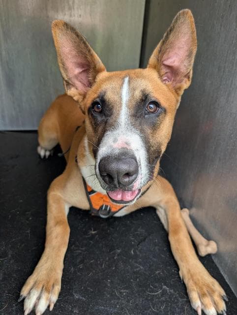 Chuck - Carolina Dog