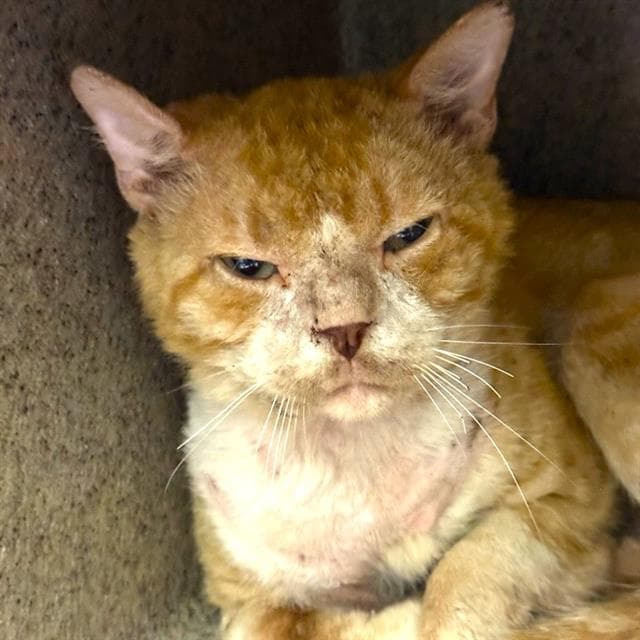 Roboto - Domestic Short Hair