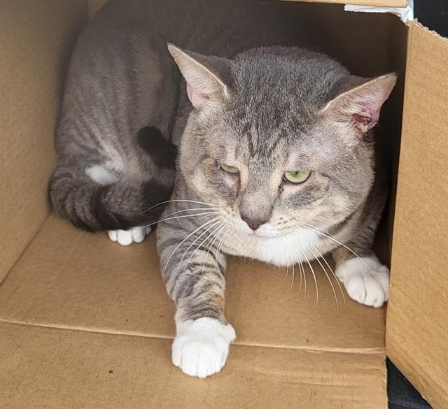 Toby - Domestic Short Hair