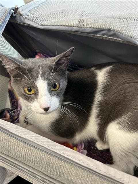 Rex - Domestic Short Hair