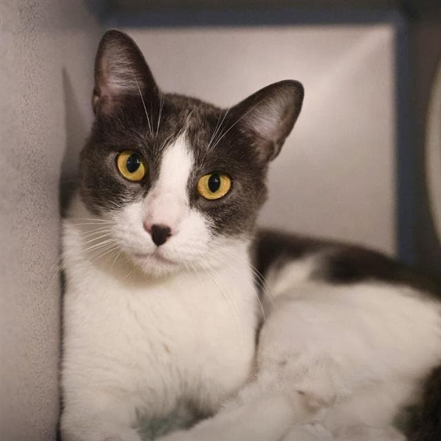 Rex - Domestic Short Hair